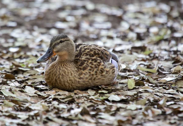 Mallard — Stock Photo, Image