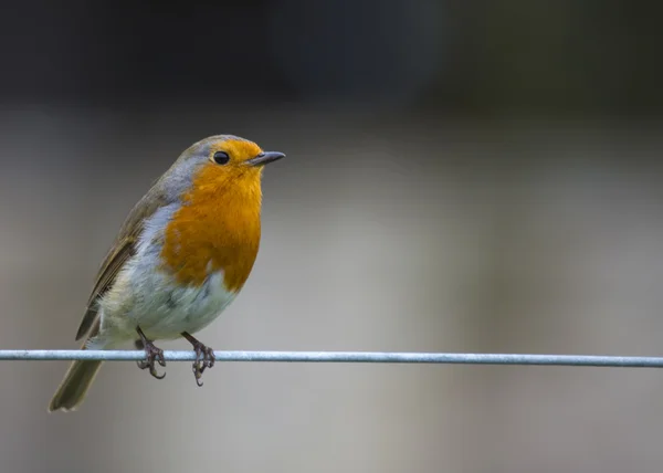 Robin kırmızı meme — Stok fotoğraf