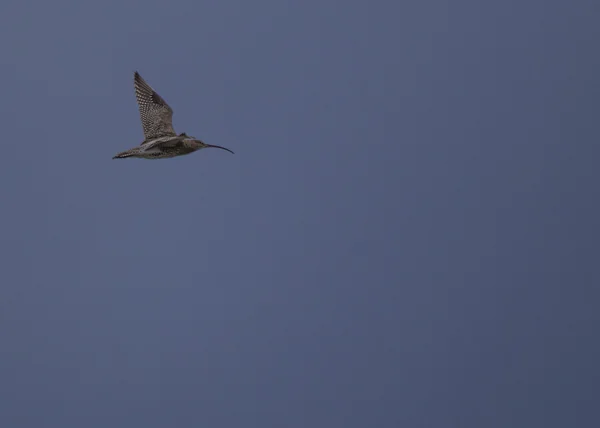 Brachvogel im Flug — Stockfoto