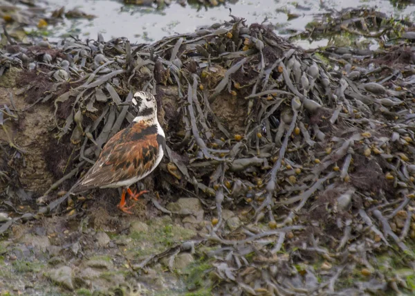 Turnstone — Stock Photo, Image