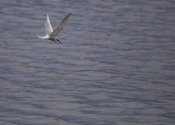 Gaviota común — Foto de Stock