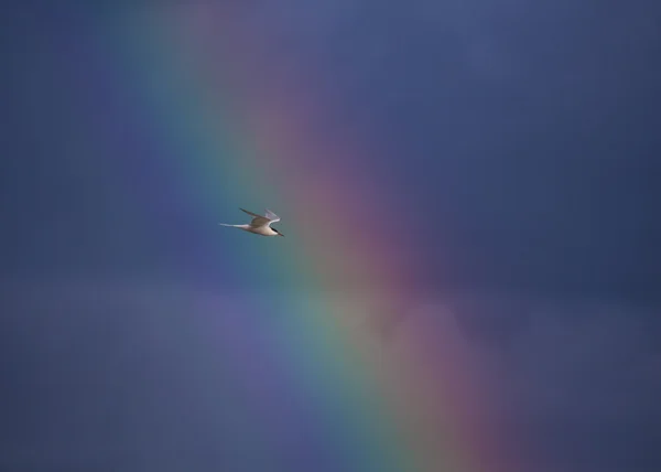 Tern común en frente del arco iris — Foto de Stock