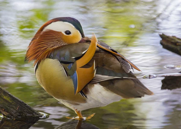 Mandarin Duck — Stock Photo, Image