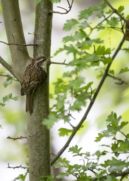 Tree Creeper — Fotografie, imagine de stoc