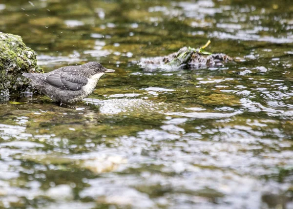 Merlo acquaiolo — Foto Stock