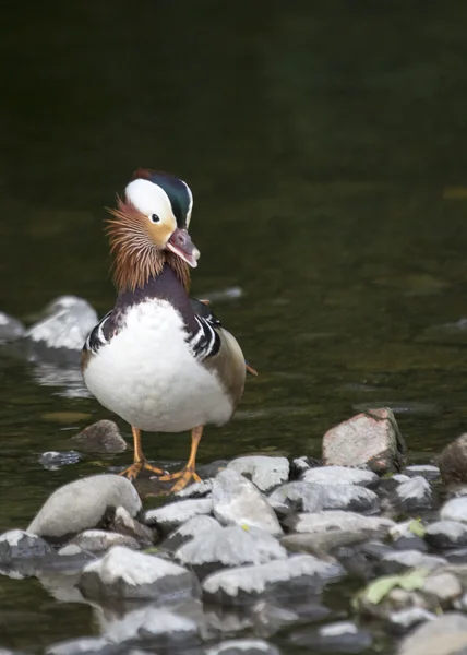 Mandarinenente — Stockfoto