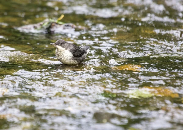 Dipper — Stockfoto