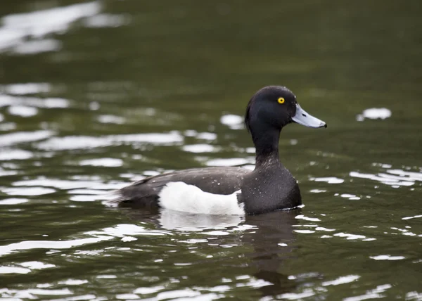 Büschelente — Stockfoto