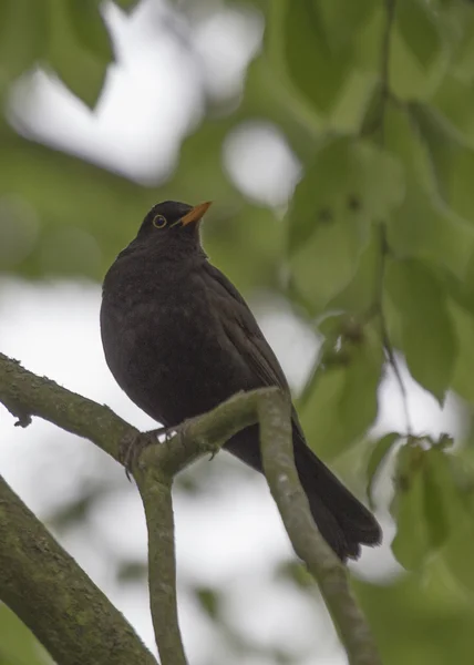 Oiseau noir — Photo