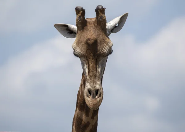 Giraffe — Stock Photo, Image