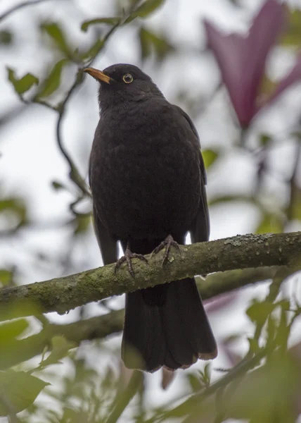 Черная птица — стоковое фото