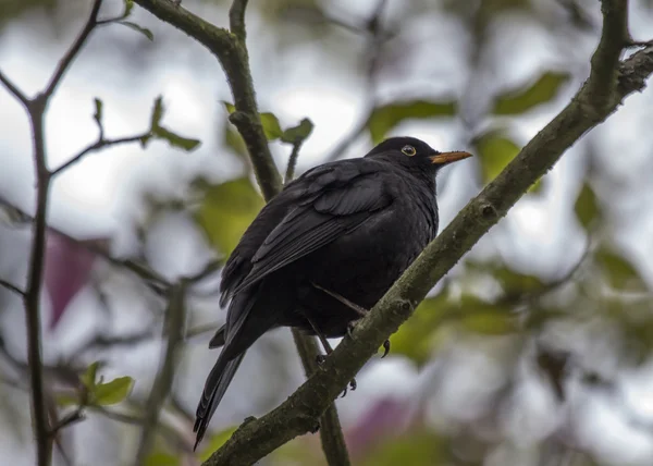 Blackbird — стокове фото