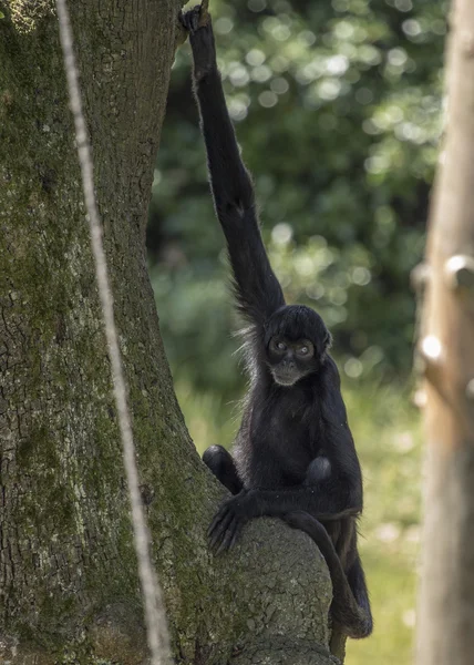 Колумбийская обезьяна-чёрный паук — стоковое фото