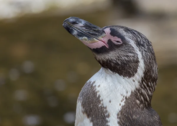 Portret pinguin — Fotografie, imagine de stoc