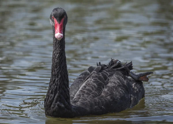 Zwarte zwaan — Stockfoto