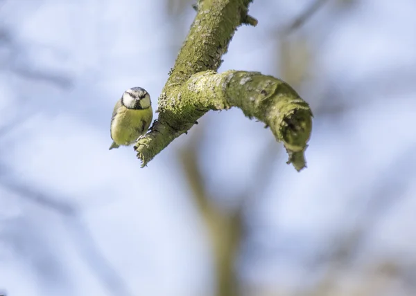 Blaumeise — Stockfoto