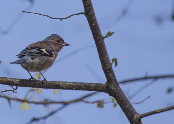 Chaffinch — стокове фото