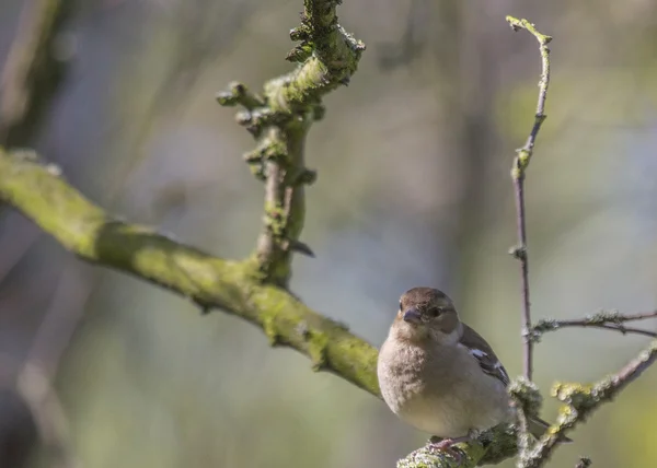 Chaffinch — стокове фото