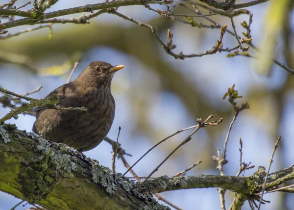 Burung hitam — Stok Foto