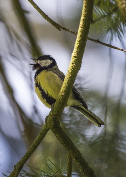 Great Tit — Stock Photo, Image