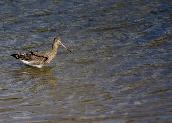 Uferschnepfe — Stockfoto