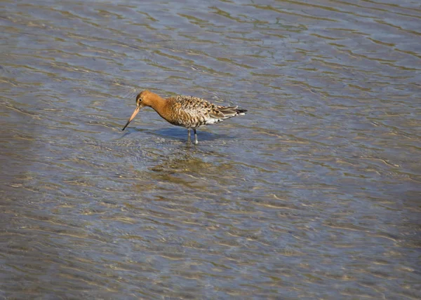 바 꼬리 Godwit — 스톡 사진