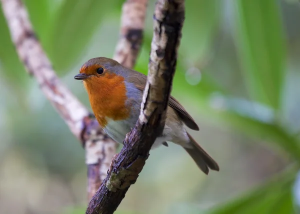 Robin seins rouges — Photo