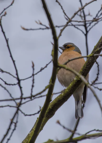 Chaffinch. — Fotografia de Stock