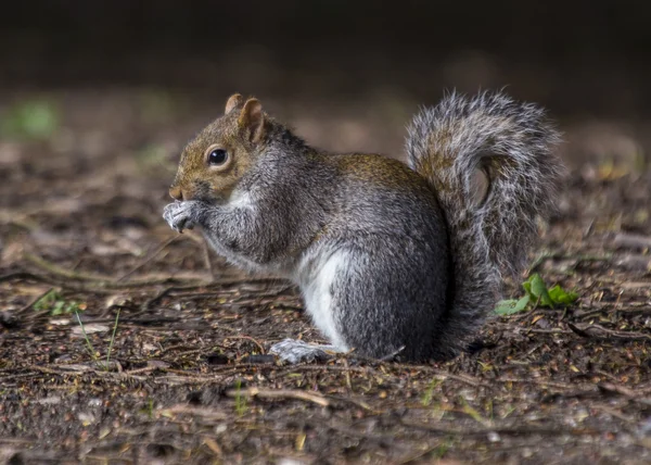 회색 다람쥐겨울 회색 다람쥐 — 스톡 사진