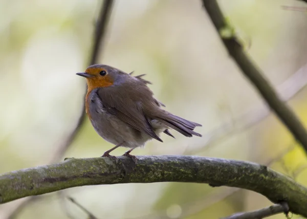 Robin red piersi — Zdjęcie stockowe