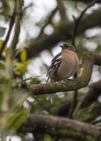 Chaffinch — стокове фото