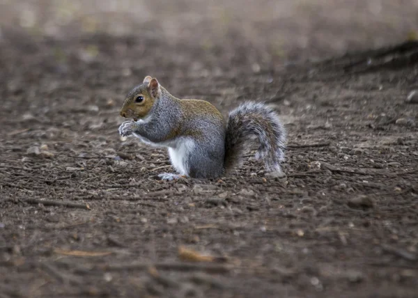 Grijze eekhoornwinter grijze eekhoorn — Stockfoto