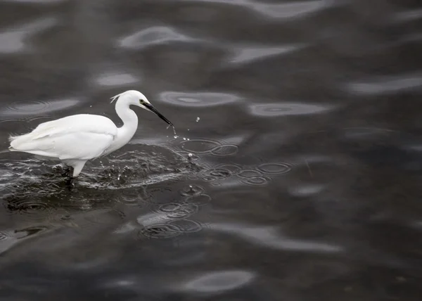 Kleine zilverreiger — Stockfoto