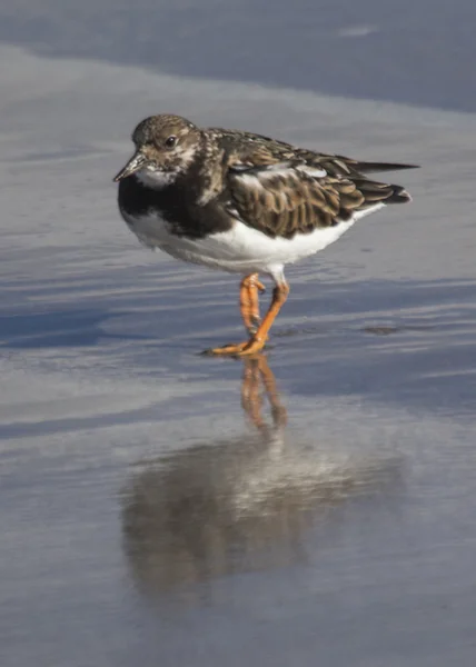 Steenloper — Stockfoto