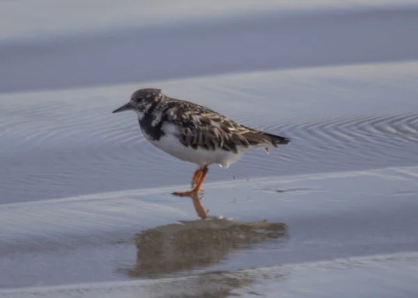 Turnstone — Stock Photo, Image