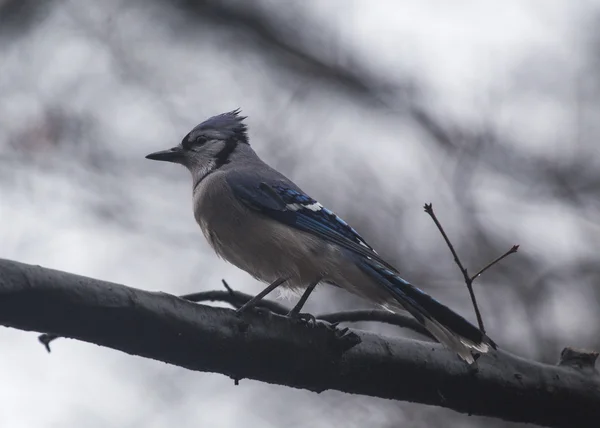 Blue jay — Stock fotografie