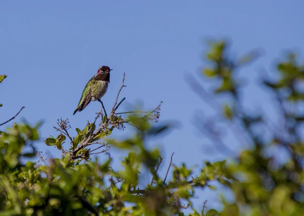 Anna's Hummingbird — Stock Photo, Image