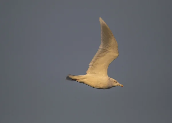 Heringsmöwe im Flug — Stockfoto