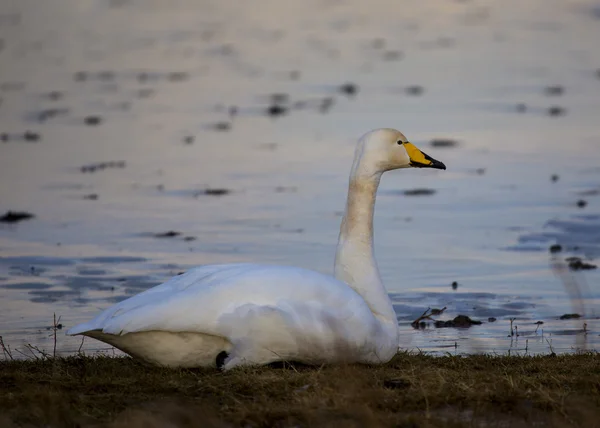 Whooper Swan — Stock Photo, Image