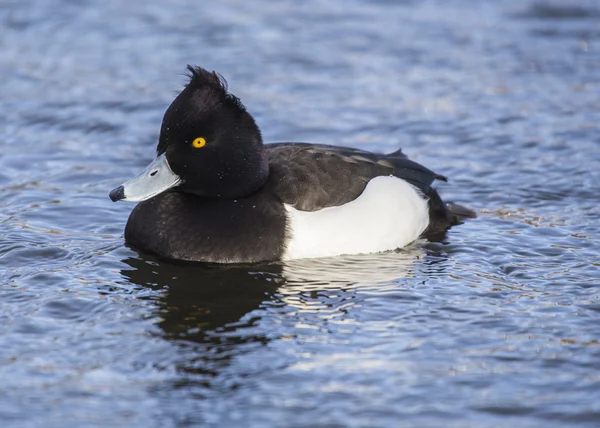 Tufted Duck (Maschio ) — Foto Stock