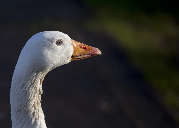 Goose Portrait — Stock Photo, Image