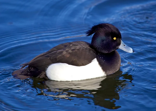 Tufted Duck (Maschio ) — Foto Stock