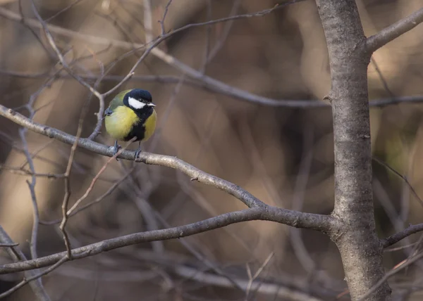 Grande mésange — Photo