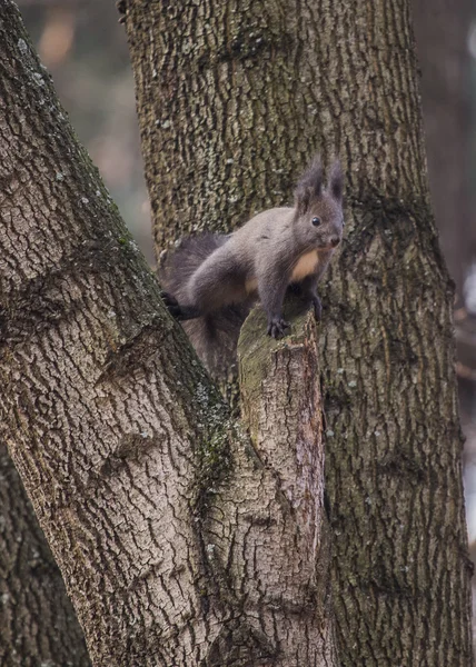 Squirrel In Tree — Stock Photo, Image
