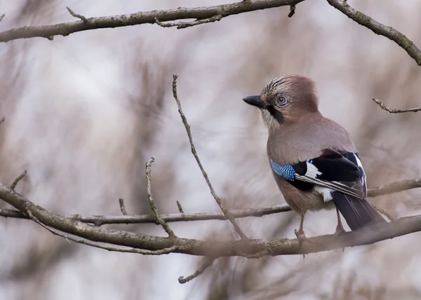 杰伊 (garrulus glandarius) — 图库照片