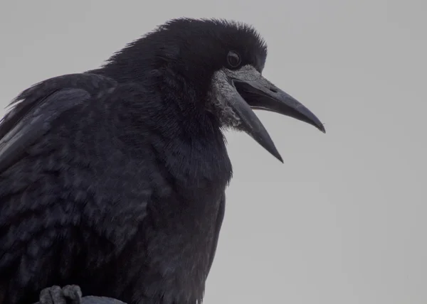 Rook With Beak Open — Fotografie, imagine de stoc