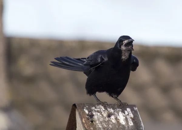 Black adder Stock Photos, Royalty Free Black adder Images | Depositphotos