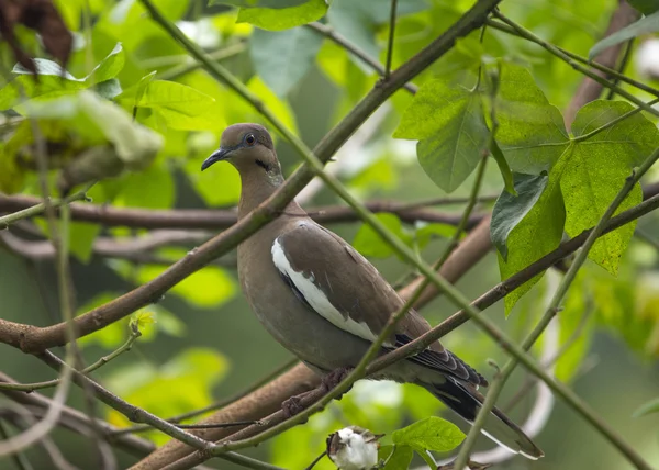 白い飛んだ鳩 — ストック写真