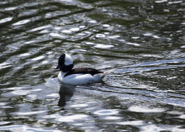 Bufflehead Ördek suda — Stok fotoğraf