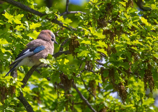 Jay bleu dans l'arbre — Photo